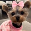 hazelgraceyorkie