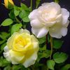 sijjad843