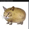 potatocat_