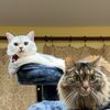 catssss4life