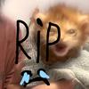 rip..tyler._thecat.ar4