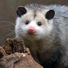 possumprty