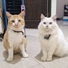 purniatipurniati06