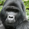 friendly_gorilla130