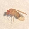 deadflywompwomp