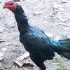 anhtai83anhtai8386