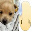 bugboytoby