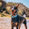 olive_the_dobie