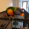 dennis.the.lorikeet