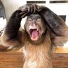 sillyylilmonkeyy