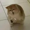 hieuuhihihuhu666