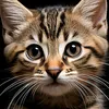 😼cat_cat😼