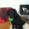 the_kickster