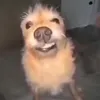 slurmpbo