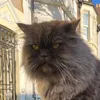 london.cat.fostering