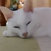 moko..0317