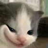 anhemconhautv