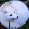 _.fairy._.tail._21