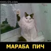 dimitarpachov2