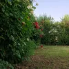 rebenkurdi1999