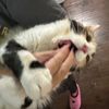 bumblecat01