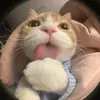 sillyhinh