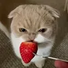 meowchocobi