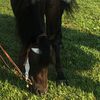 The Joy of Horses