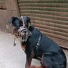 covodog