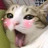 sowwyuwu