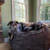 thosecatahoulas