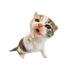 chaton_two_faces