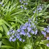 enchantedflora8