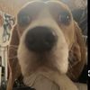 gubbletrubble