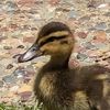mad.quack