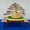 nhat.anh.bonsai789