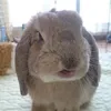 user3zdoln5yyp