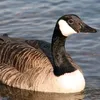 goose0123456789