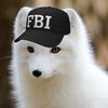not_a_fed101