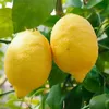 kamukamulemon87