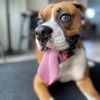 milothecuteboxer
