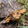 tortoisetime