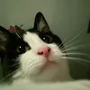 rozz618