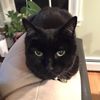 kewlcat123