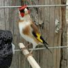jamaloran06