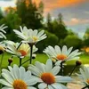 malak_syria63