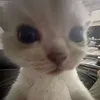 jd.csyl