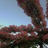 mariam_1158