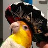 pollothecaique2181