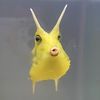 fishhh